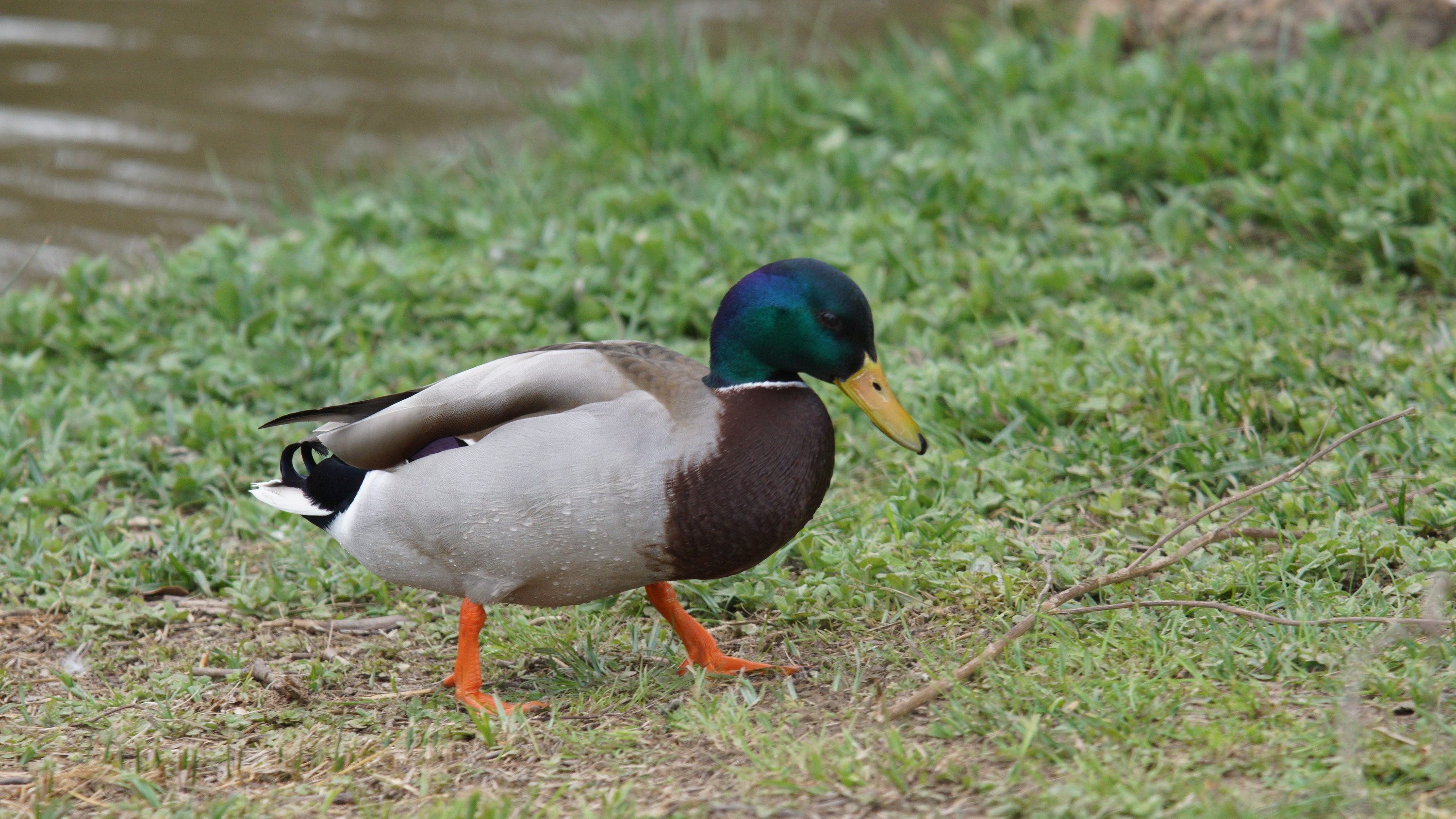 Wallpapers Animals Birds - Ducks 