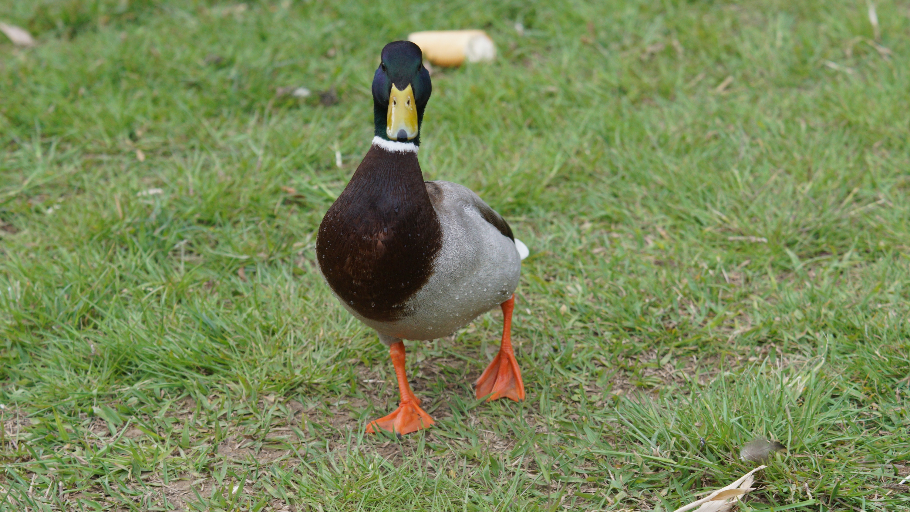 Wallpapers Animals Birds - Ducks 