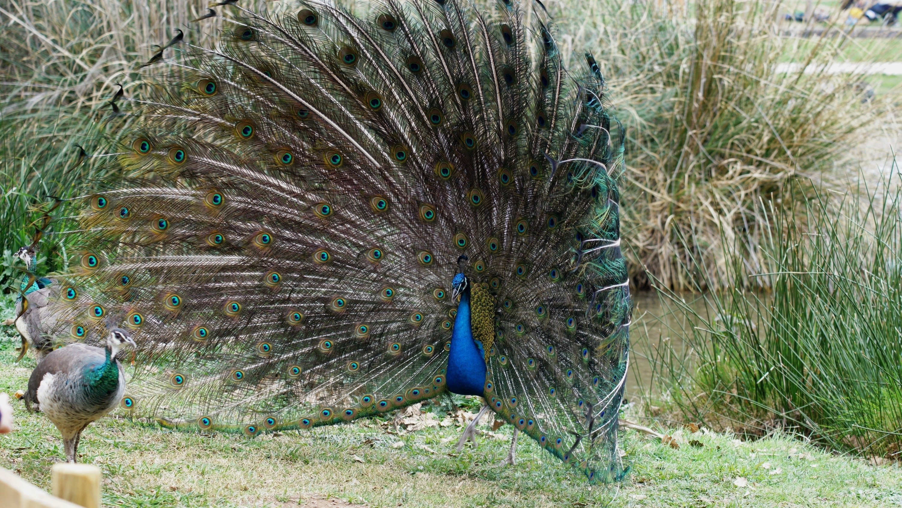 Wallpapers Animals Birds - Peacocks 