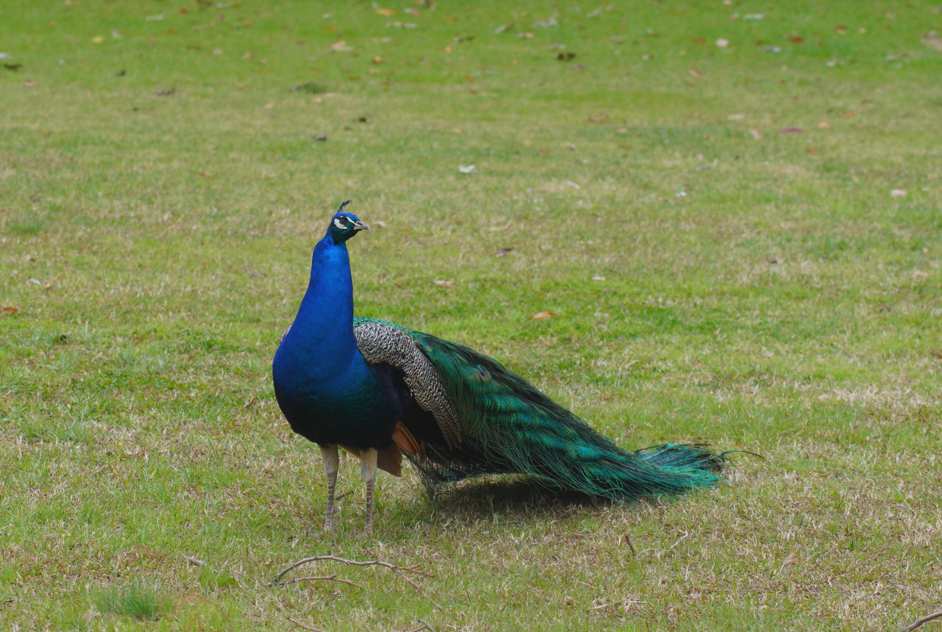 Fonds d'cran Animaux Oiseaux - Paons 