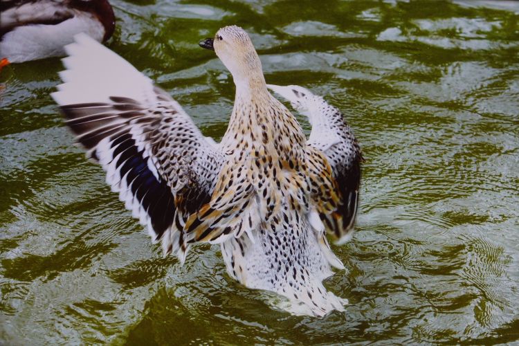 Fonds d'cran Animaux Oiseaux - Canards Wallpaper N491989