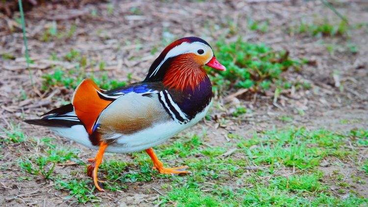 Fonds d'cran Animaux Oiseaux - Canards Wallpaper N491990