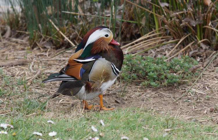 Fonds d'cran Animaux Oiseaux - Canards Wallpaper N491996