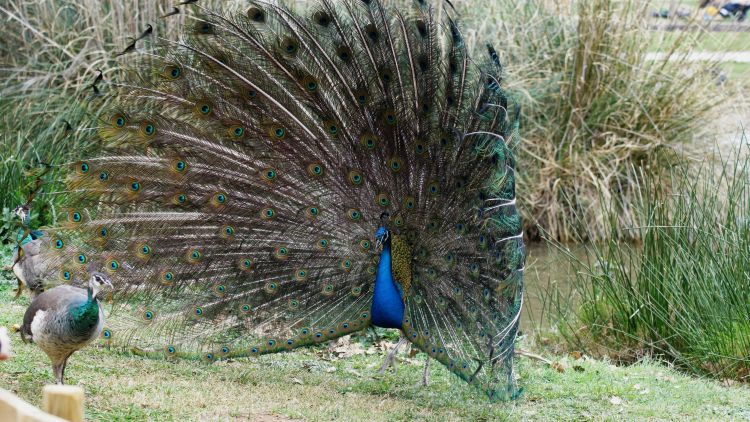 Wallpapers Animals Birds - Peacocks Wallpaper N491997