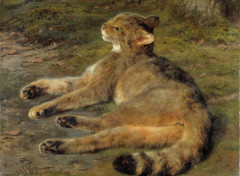  Art - Painting Chat sauvage - 1850 - Rosa Bonheur