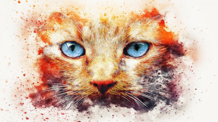 Wallpapers Digital Art Animals Magnifiques yeux bleus !