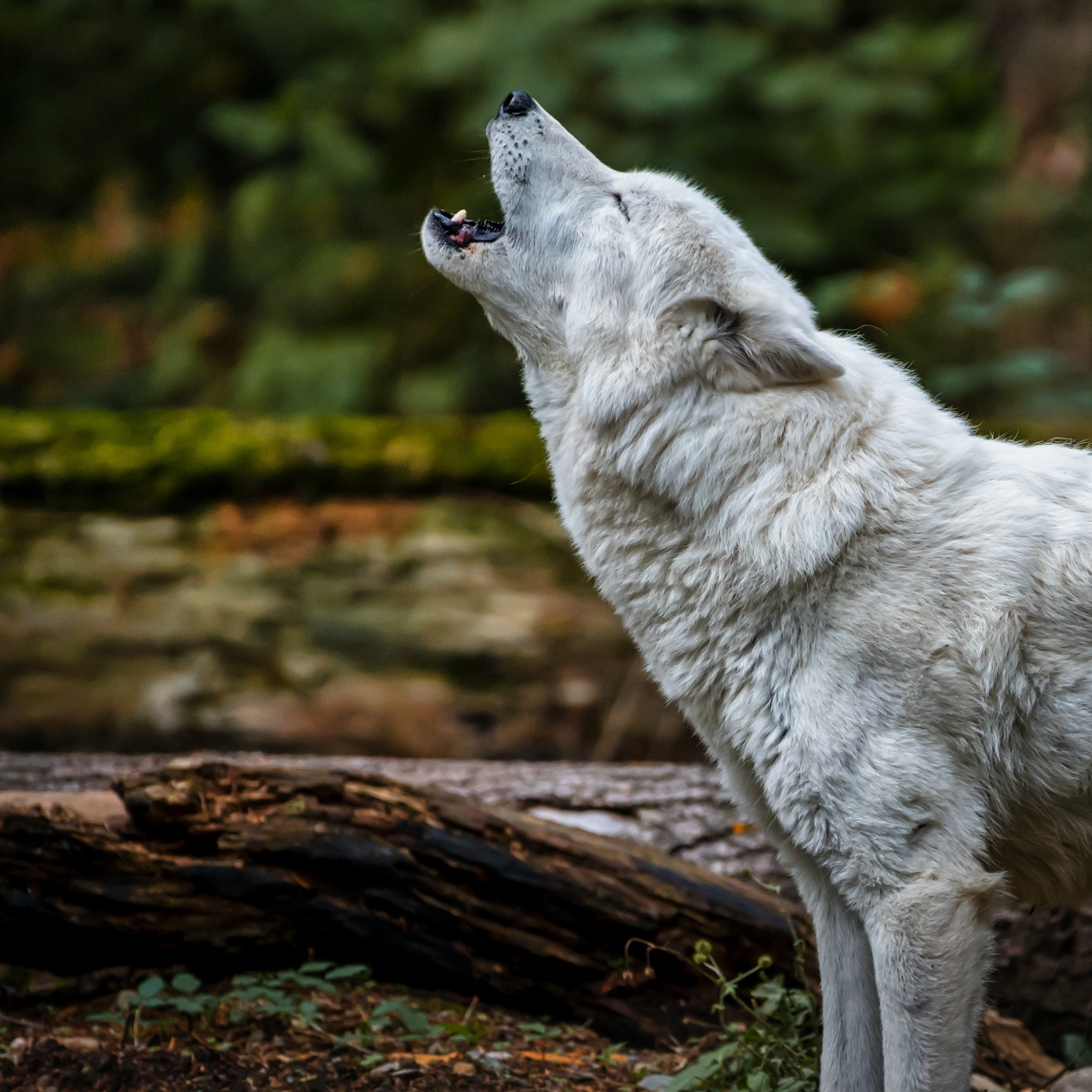 Fonds d'cran Animaux Loups Loup Blanc Hurlant