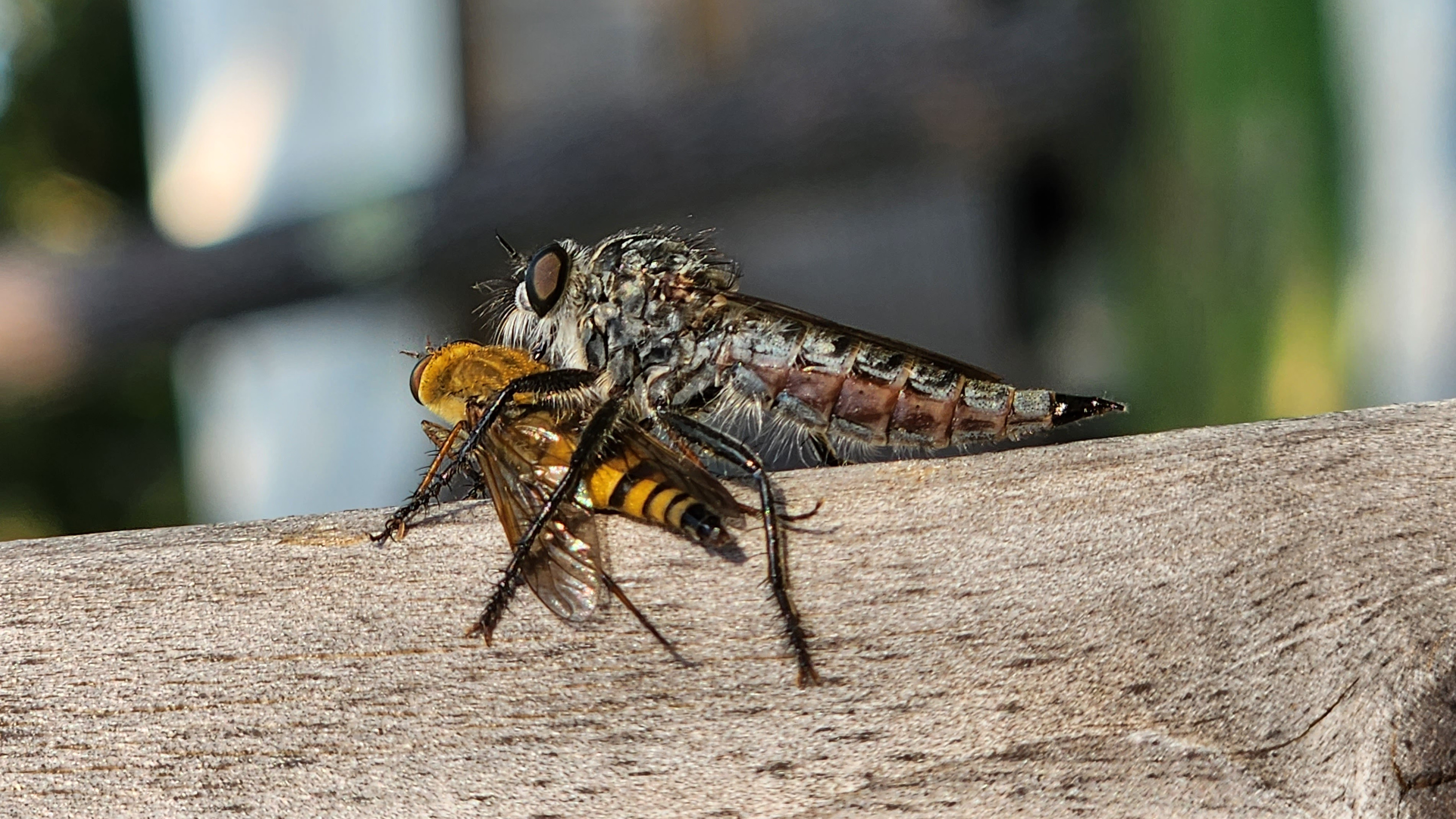 Fonds d'cran Animaux Insectes - Divers 