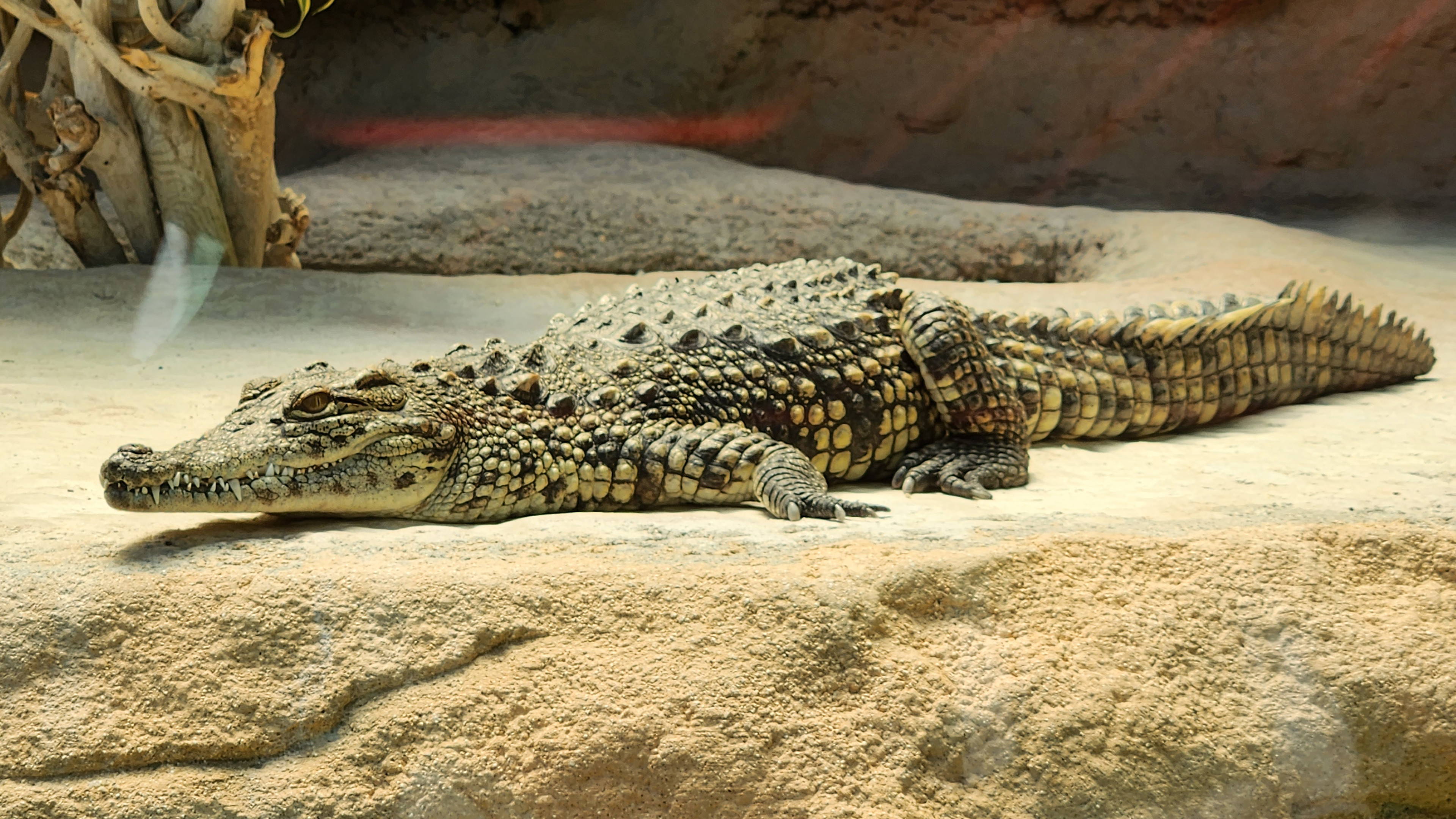 Fonds d'cran Animaux Crocodiles - Alligators - Camans 