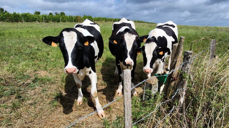 Fonds d'cran Animaux Vaches - Taureaux - Boeufs Wallpaper N492709