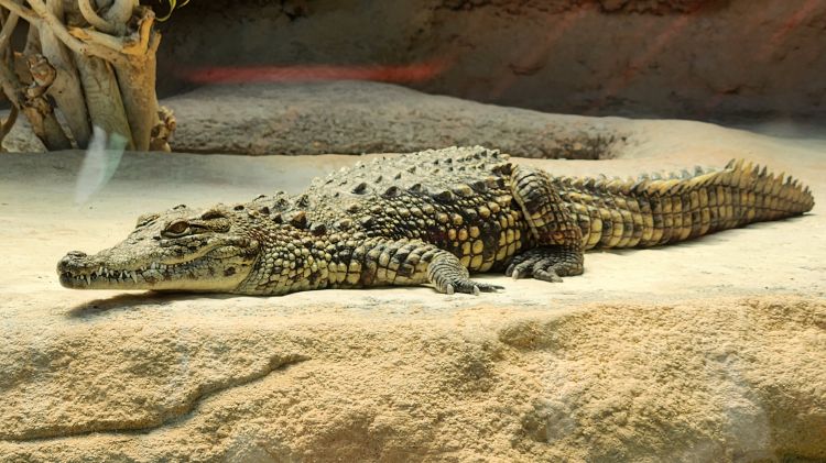 Fonds d'cran Animaux Crocodiles - Alligators - Camans Wallpaper N492711