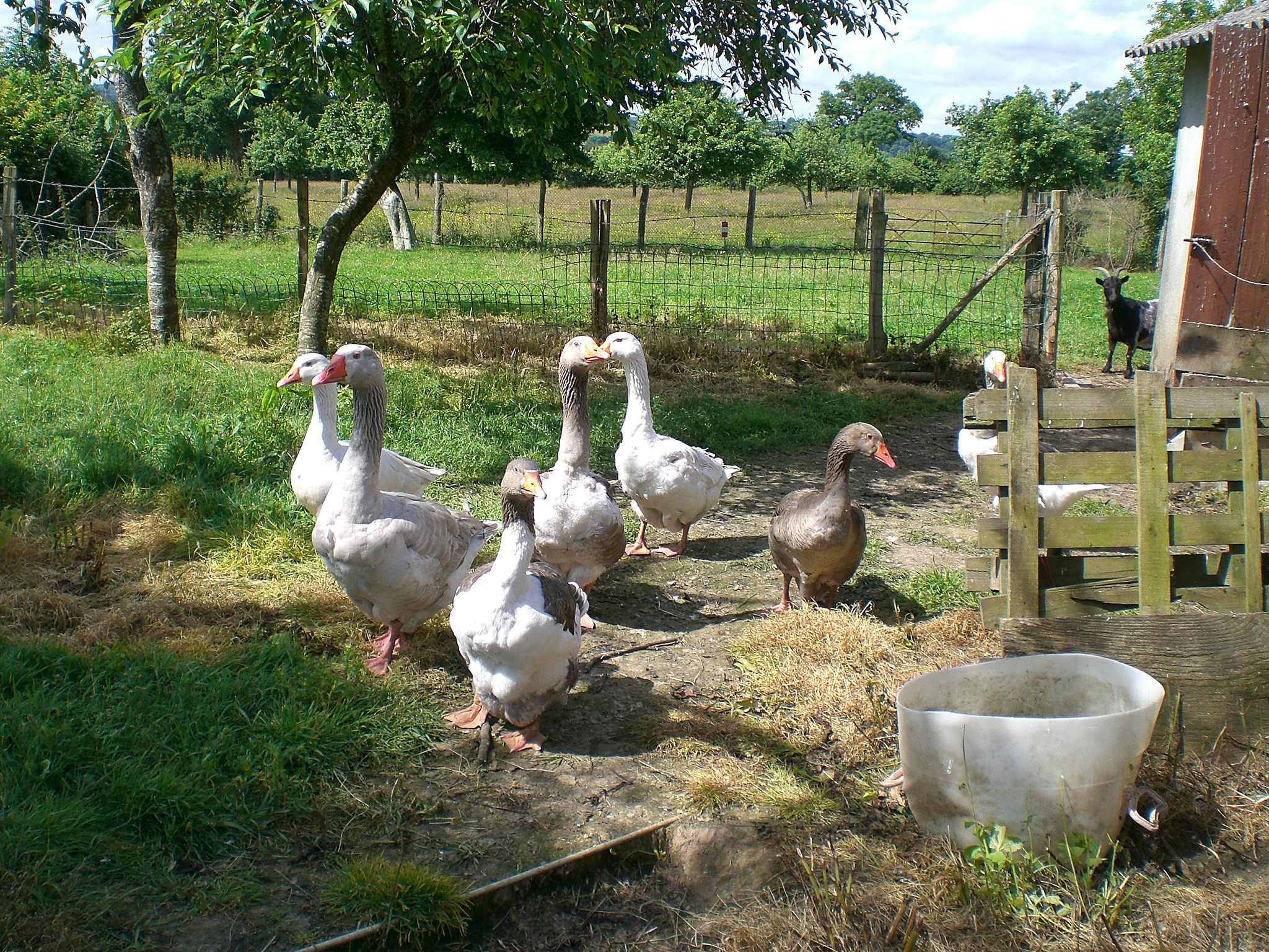 Wallpapers Animals Birds - Geese Mes tendres amies