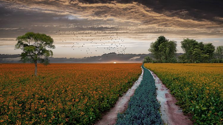 Fonds d'cran Nature Campagne Montage coloré