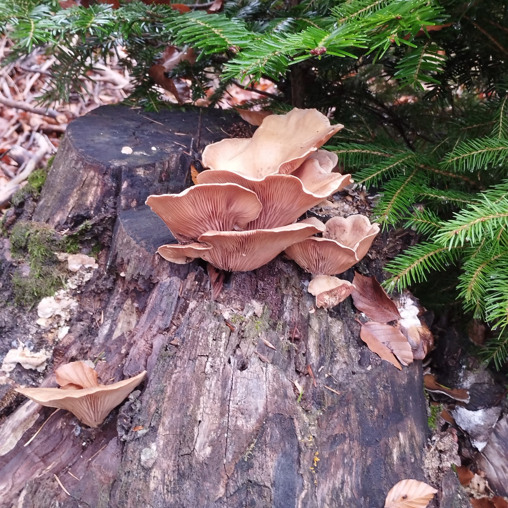 Wallpapers Nature Mushrooms 