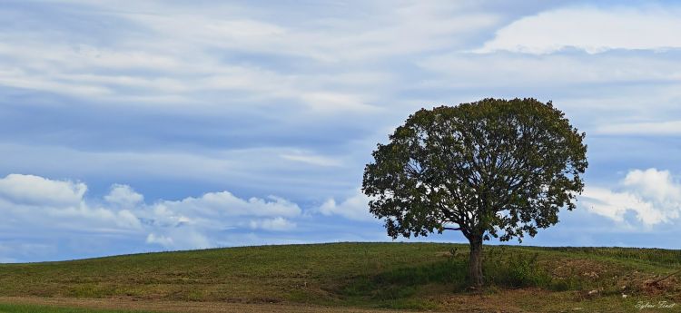 Wallpapers Nature Trees - Forests plateau du jura arbre seul 