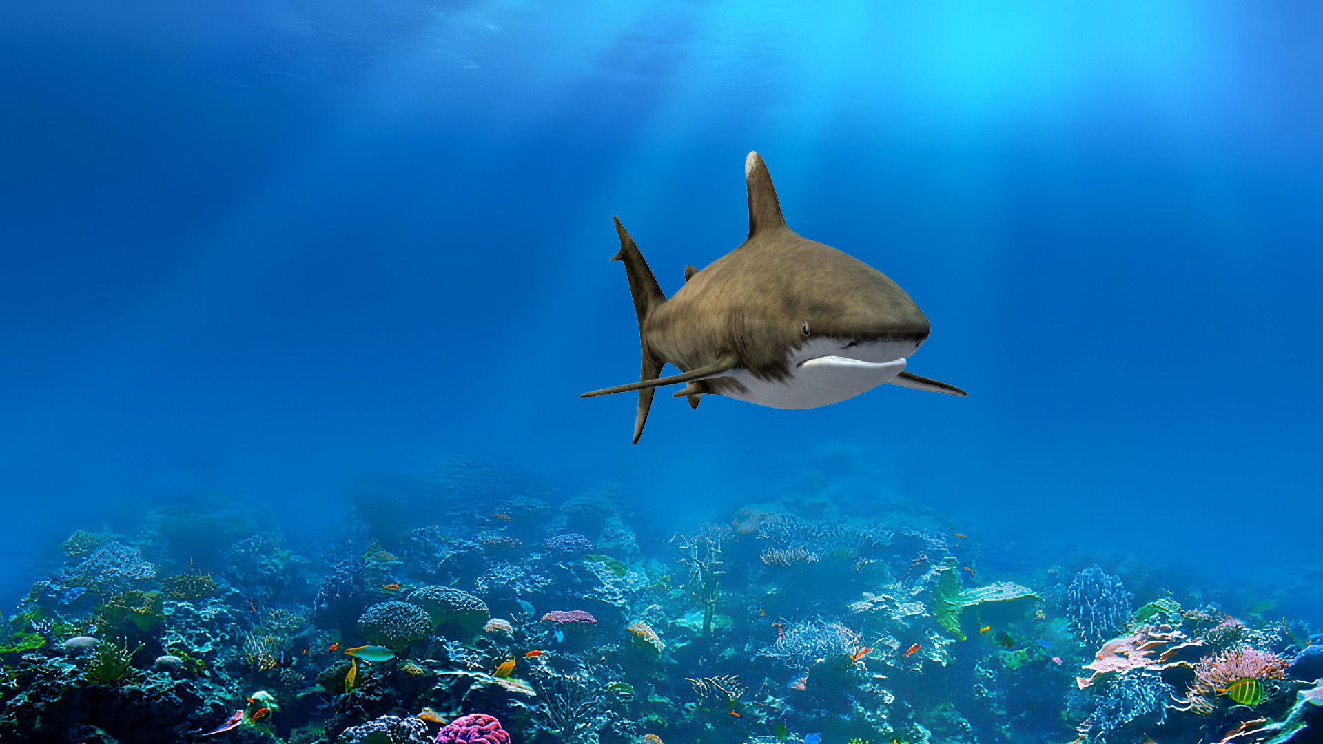 Wallpapers Digital Art Animals Le requin