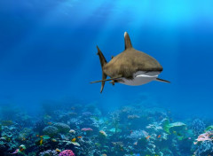  Digital Art Le requin