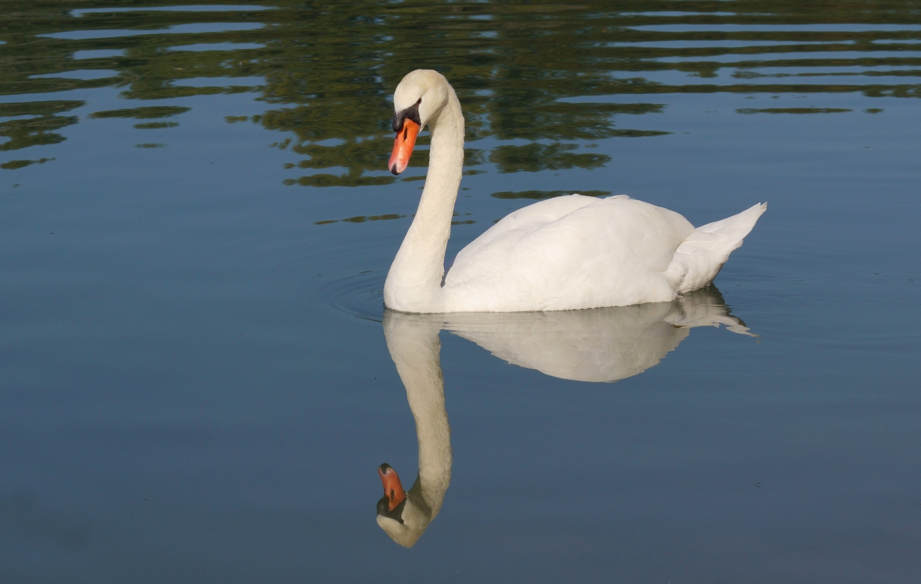 Wallpapers Animals Birds - Swans au Mes