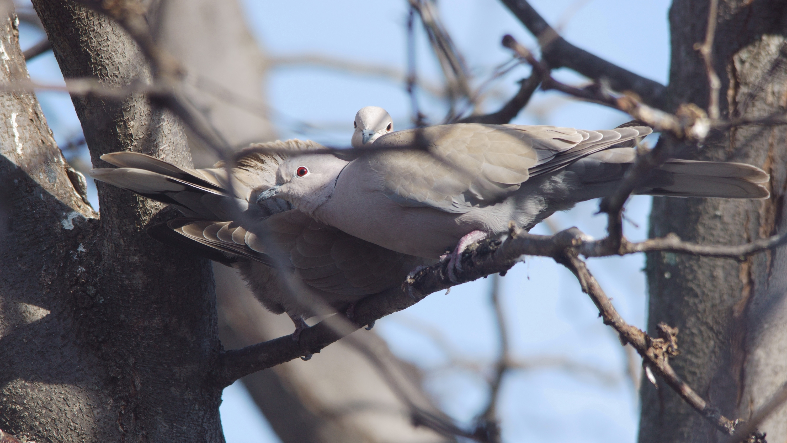 Wallpapers Animals Birds - Pigeons and Doves 