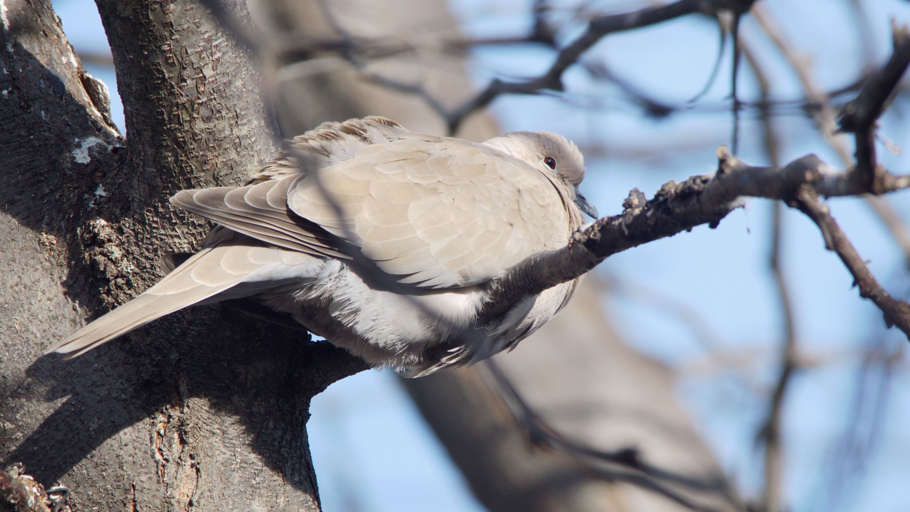 Wallpapers Animals Birds - Pigeons and Doves 