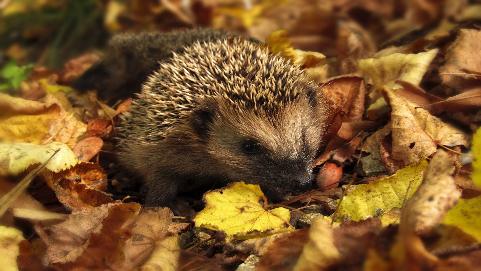 Wallpapers Animals Hedgehogs Adorable hérisson