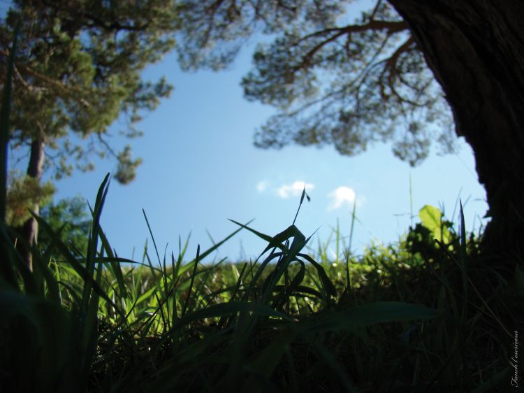 Fonds d'cran Nature Herbes uvre 691