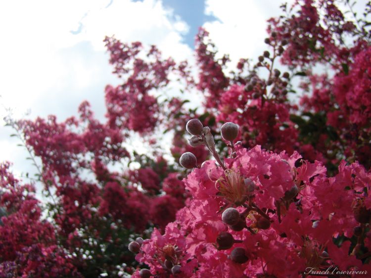 Fonds d'cran Nature Fleurs uvre 611