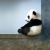 Avatar du membre bobpanda